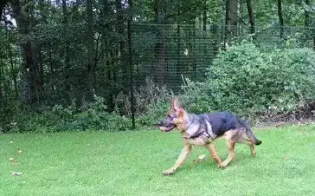 What’s the Best Non Electric Dog Fence System? A Case Study of Real-World DIY Dog Fence Kits from PetPlaygrounds.com