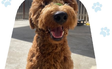 Why Your Pet Deserves the Best: A Guide to Finding the Right Veterinary Hospital