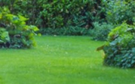 Dependable Lawn Mowing in Pagewood with Neat Clean and Hassle Free Lawn Services
