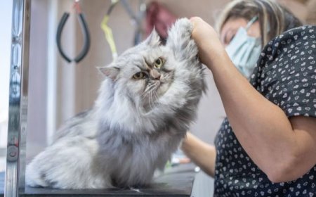 Why San Diego Pet Owners Trust VIP Grooming Studios for the Best Cat and Dog Care