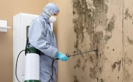 Remediation Mold Removal: Complete Guide to Safe & Effective Solutions