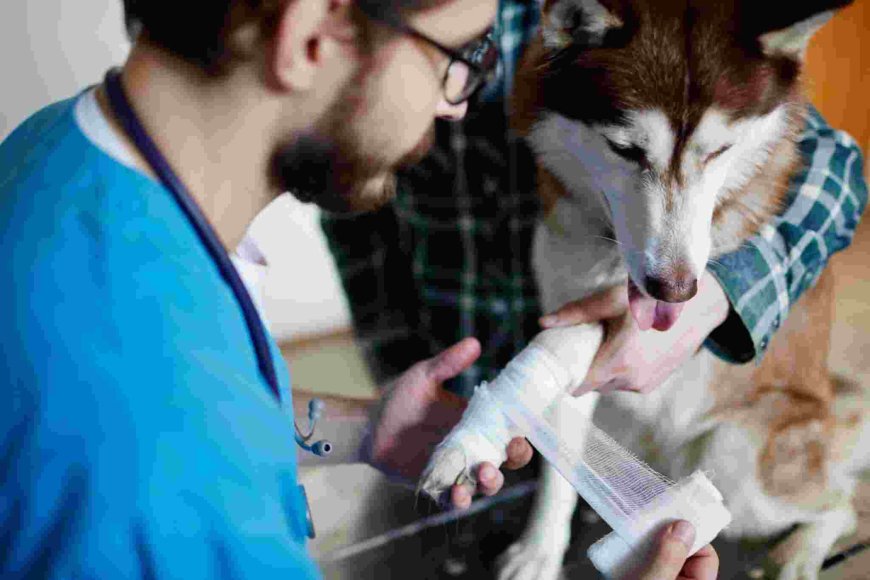 After-Hours Emergency Veterinarian Services: Why Quick Action Could Save Your Pet’s Life