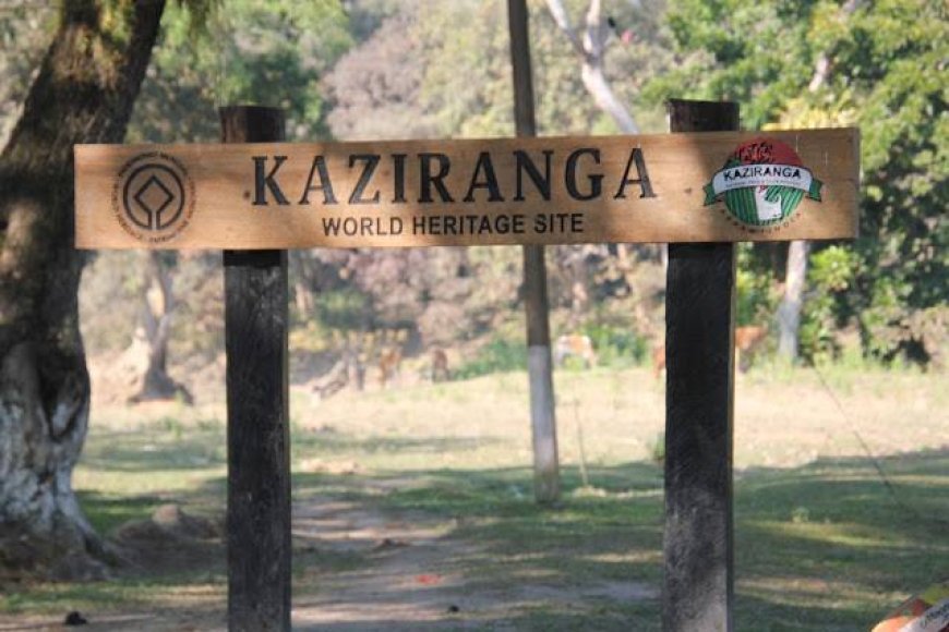 Kaziranga Safari Experience: Best Holiday Packages for Wildlife Enthusiasts