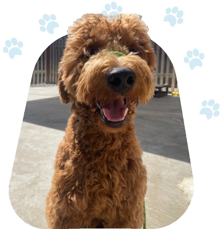 Why Your Pet Deserves the Best: A Guide to Finding the Right Veterinary Hospital