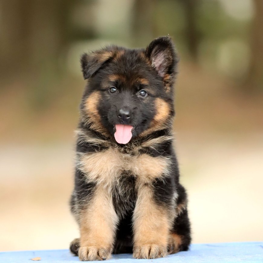 Shepherd Puppies for Sale in Florida | Trusted Breeders & Affordable Prices