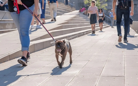 Why Chicago Dog Trainers Lead in Success Rates