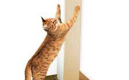 Why Every U.S. Cat Owner Needs a High-Quality Cat Scratching Mat