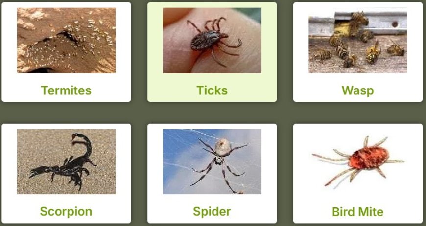 Effective Pest Control in Joondalup: Keeping Your Home Safe & Sound