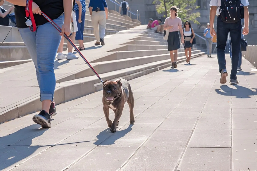 Why Chicago Dog Trainers Lead in Success Rates