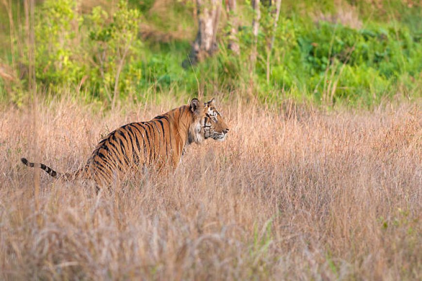 Golden Triangle with Ranthambore Tour Package Highlights
