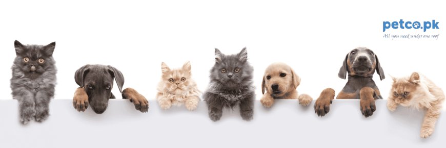 The Rise of Pet Parenting in Pakistan: Why Quality Pet Products Matter More Than Ever 