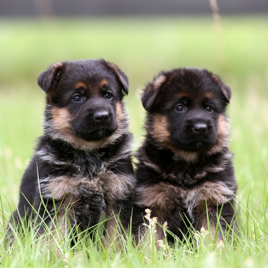 Purebred German Shepherd Puppies | Top Breeders in Florida