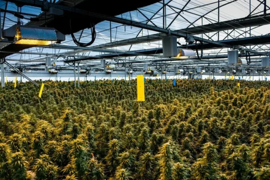 Trellising Cannabis the Right Way for Maximum Results
