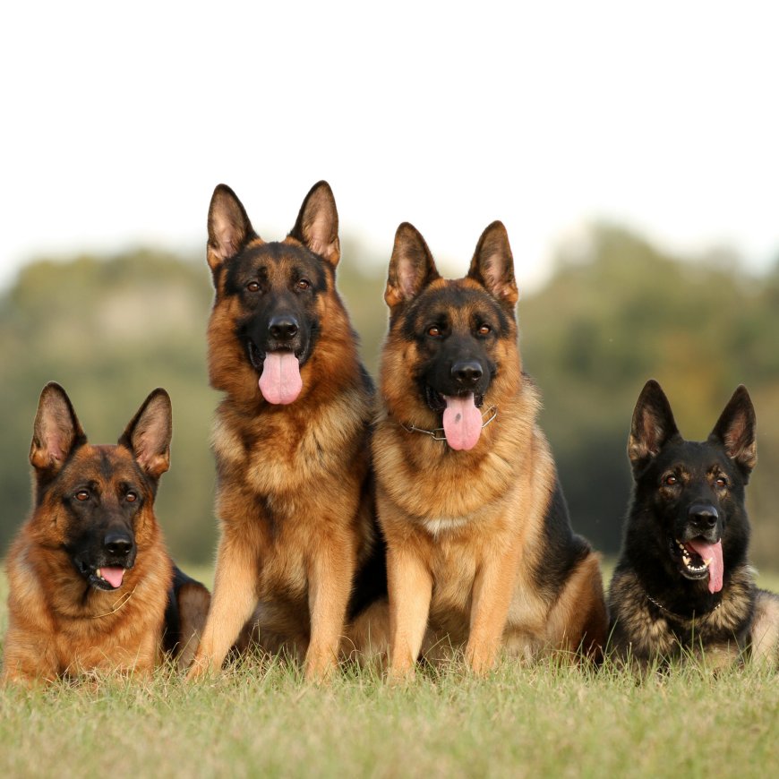 Adult German Shepherds for Sale | Well-Trained & Ready to Join Your Family